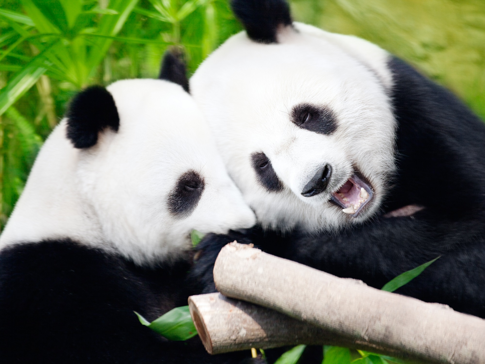 Couple de pandas