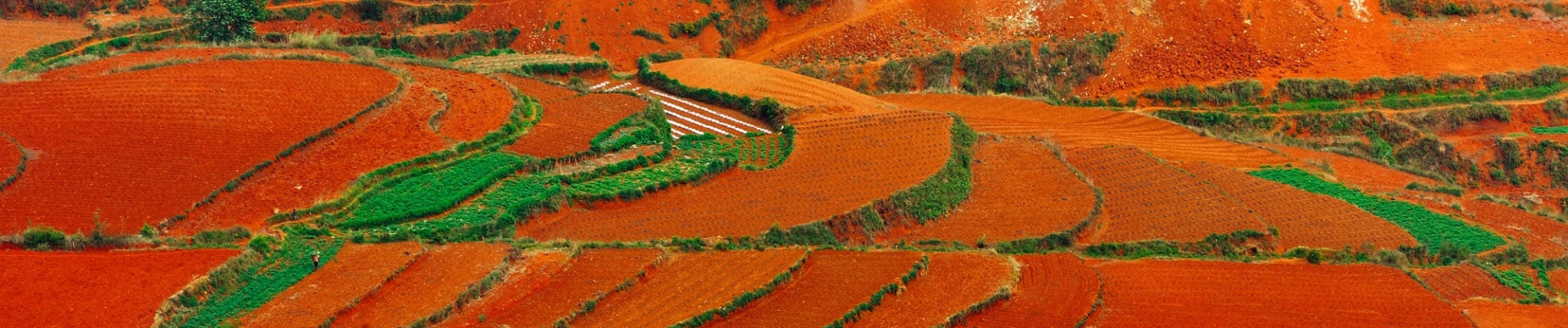 Village à côté de rizières rouges