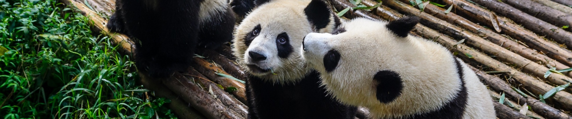 Pandas attendant leur petit déjeuner au Centre de recherche sur le panda géant de Chengdu