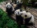 Pandas attendant leur petit déjeuner au Centre de recherche sur le panda géant de Chengdu