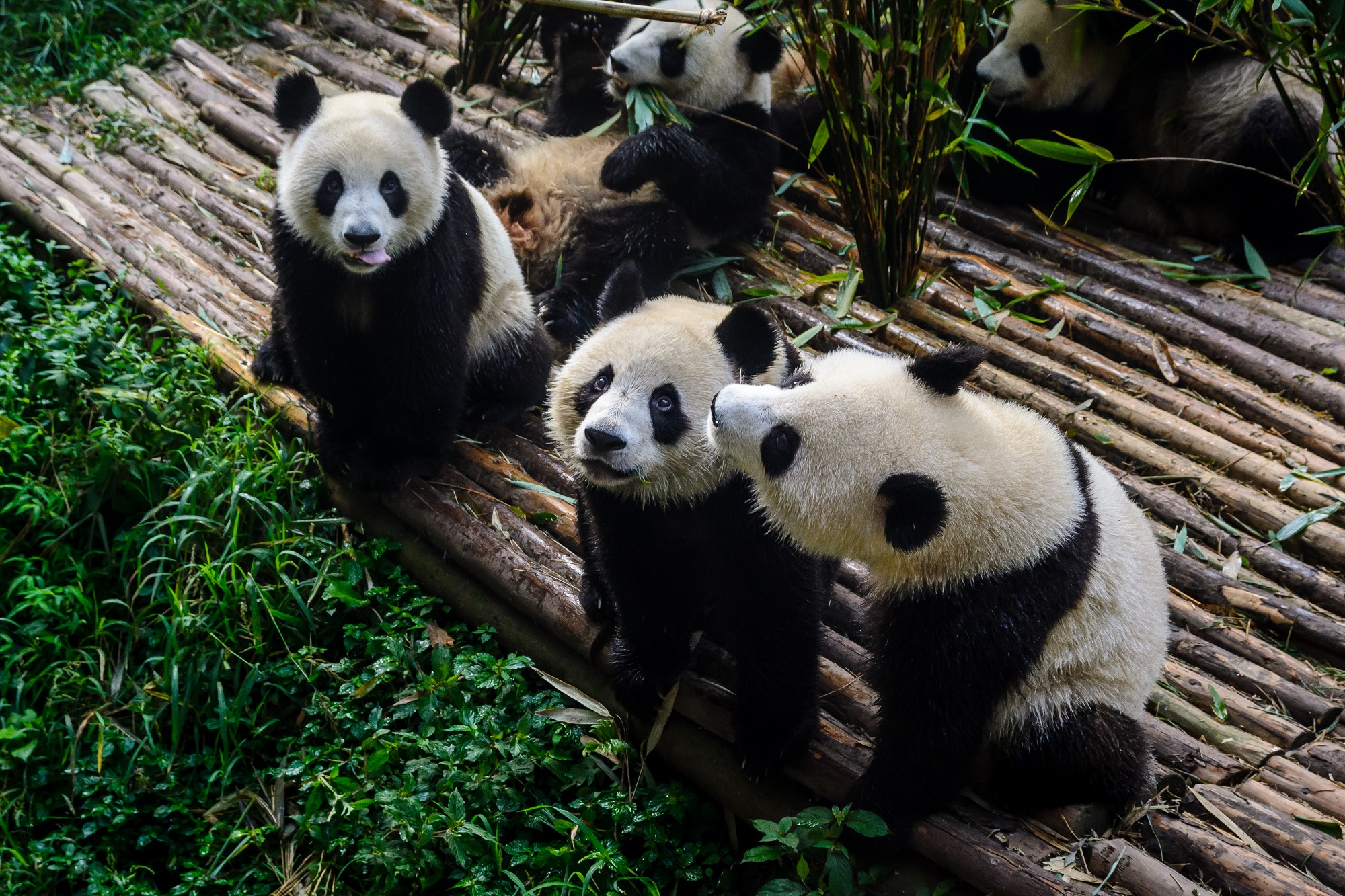 Pandas attendant leur petit déjeuner au Centre de recherche sur le panda géant de Chengdu