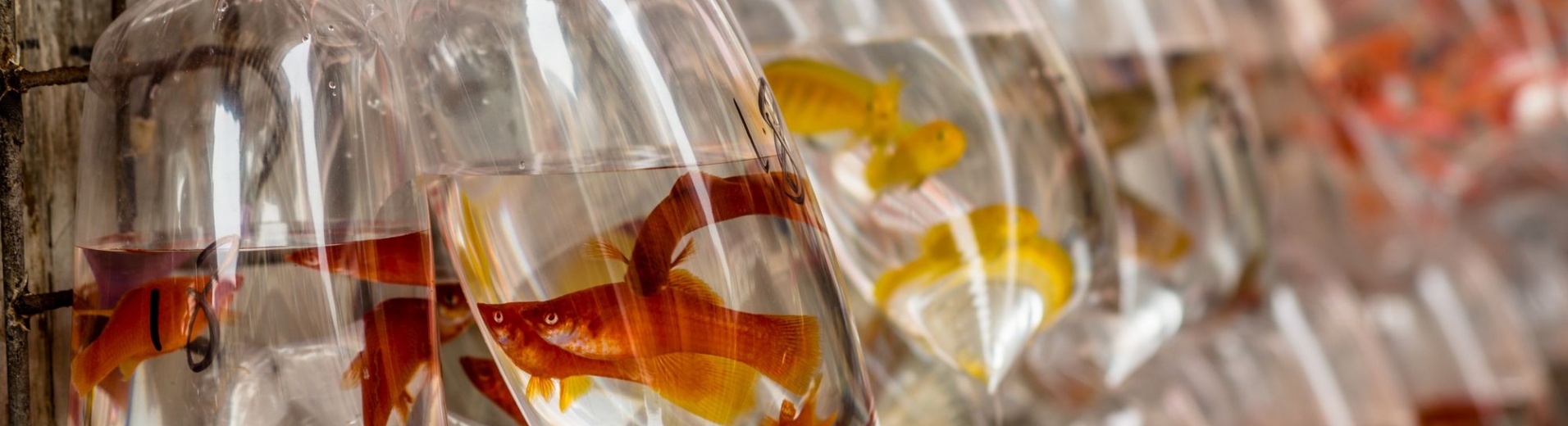 Poissons exotiques au Goldfish market