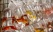 Poissons exotiques au Goldfish market