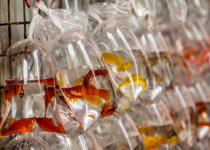 Poissons exotiques au Goldfish market