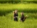 Jeunes filles souriantes dans un champ de riz