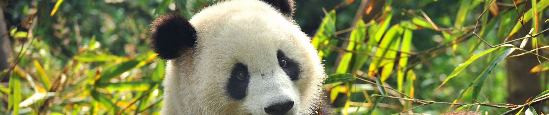 Panda mangeant du bambou