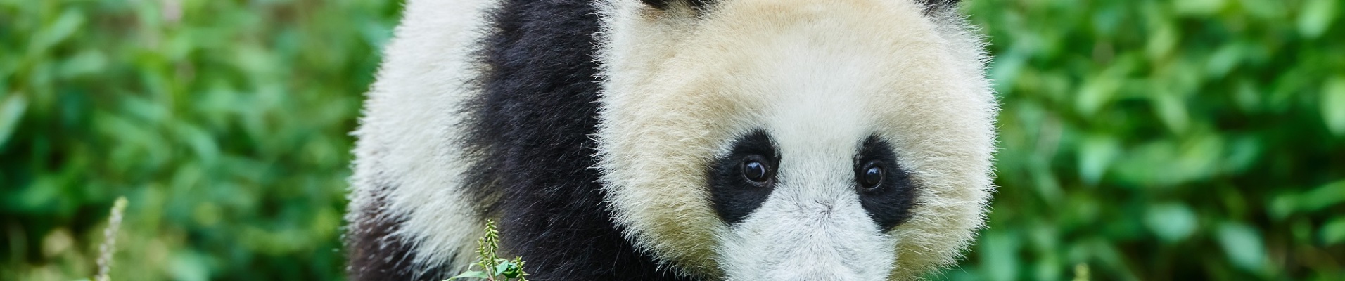 Bébé panda Sichuan