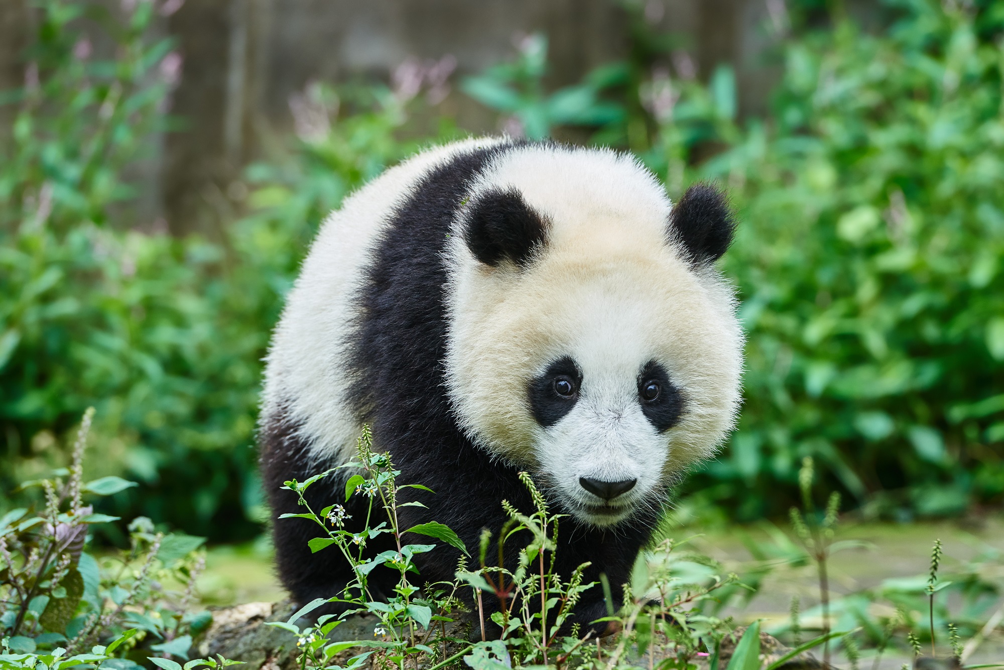 Bébé panda Sichuan