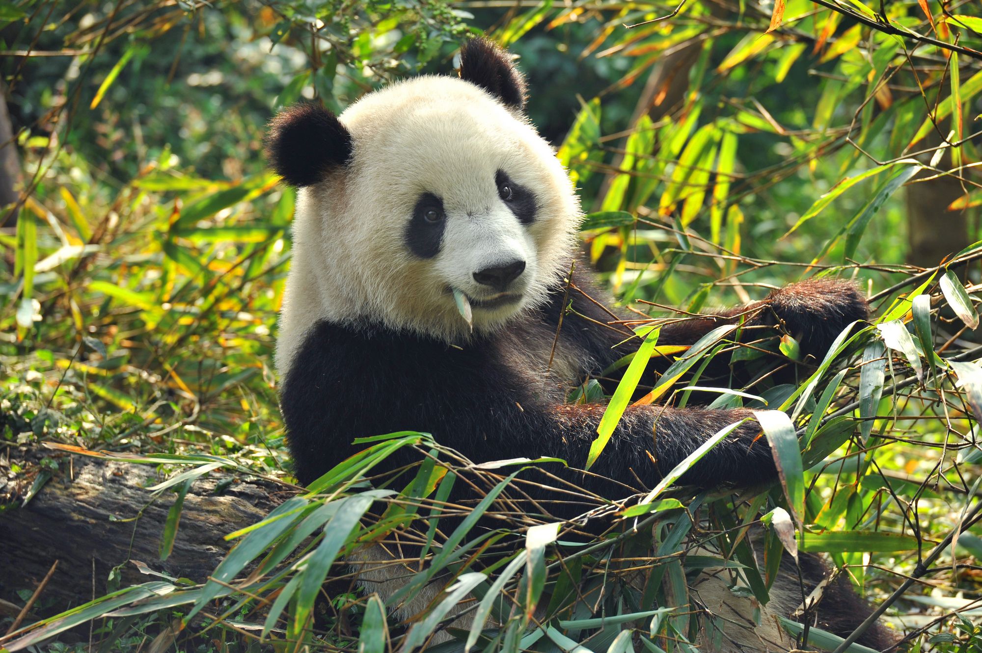 Panda mangeant du bambou