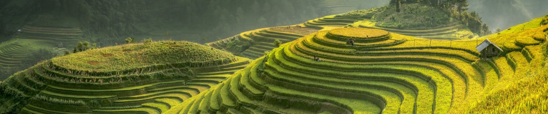 Les rizières en terrasse de Chine