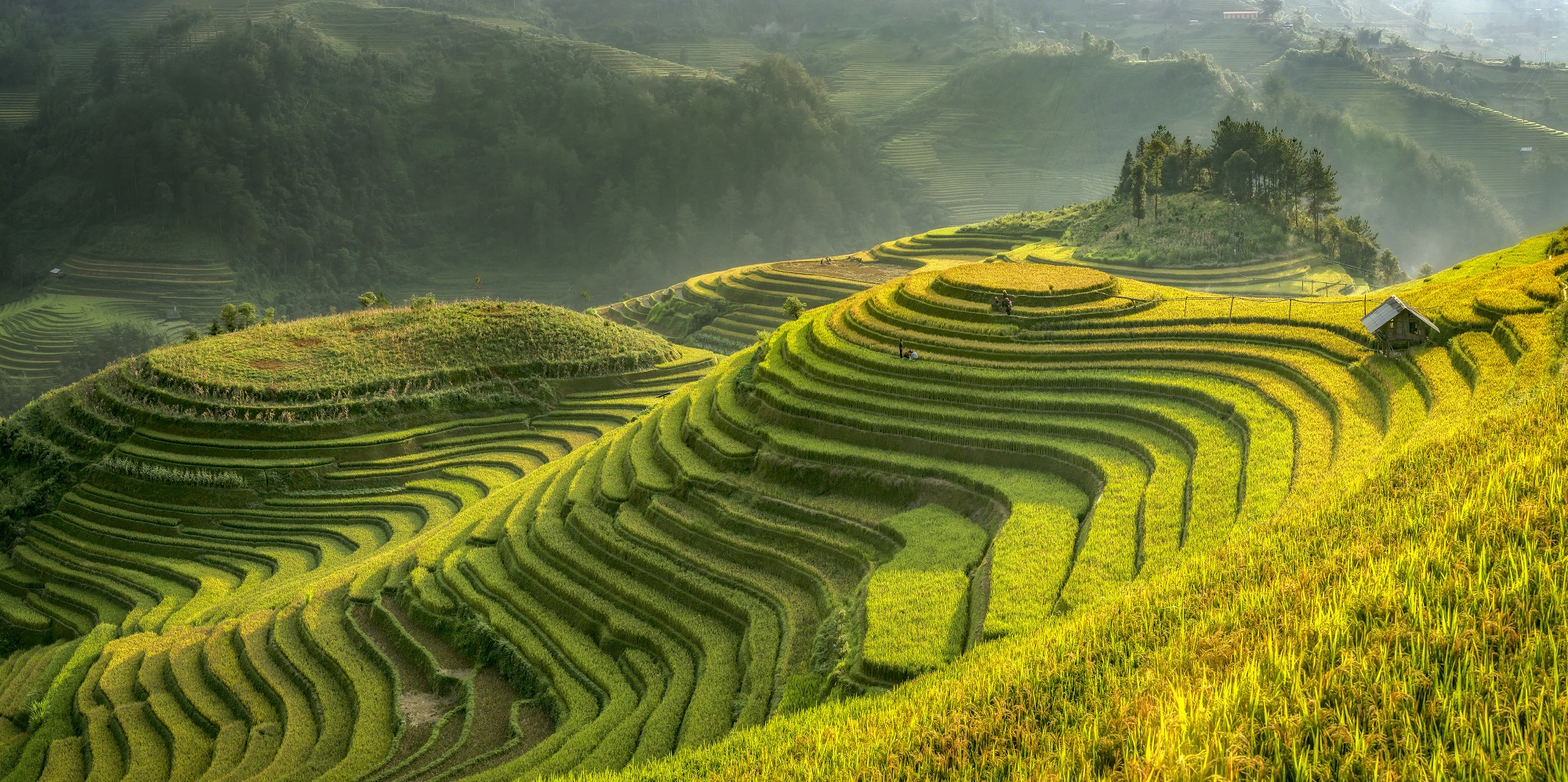 Les rizières en terrasse de Chine