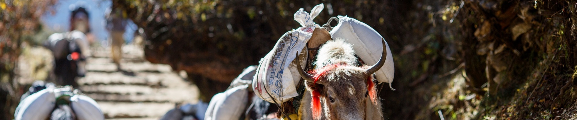 Troupeau de yaks transportant un chargement sur la route du Népal