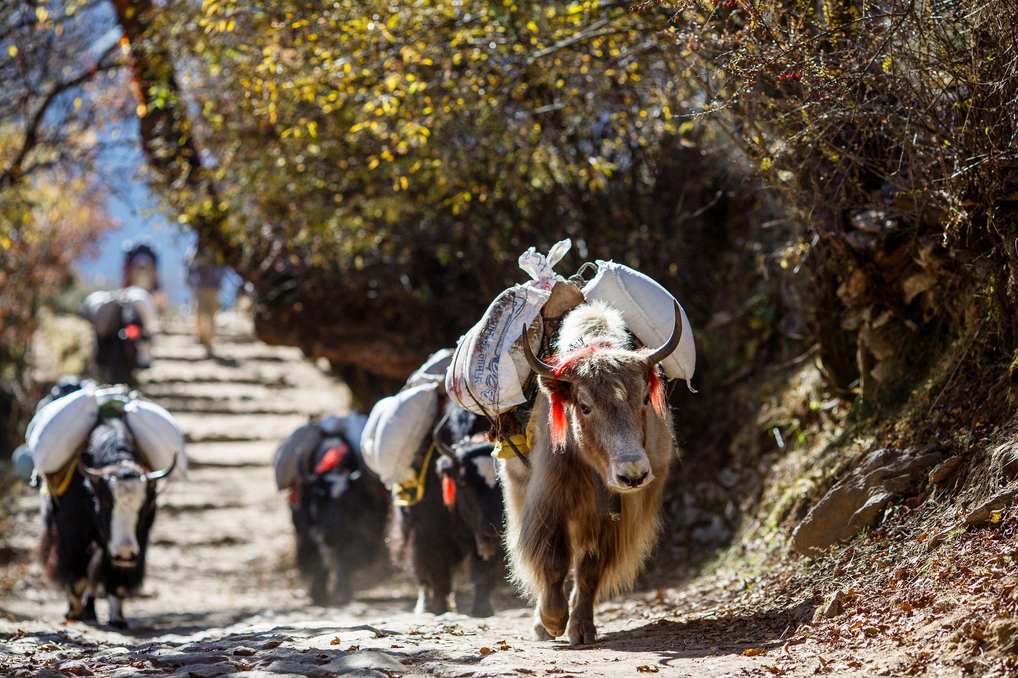 Troupeau de yaks transportant un chargement sur la route du Népal