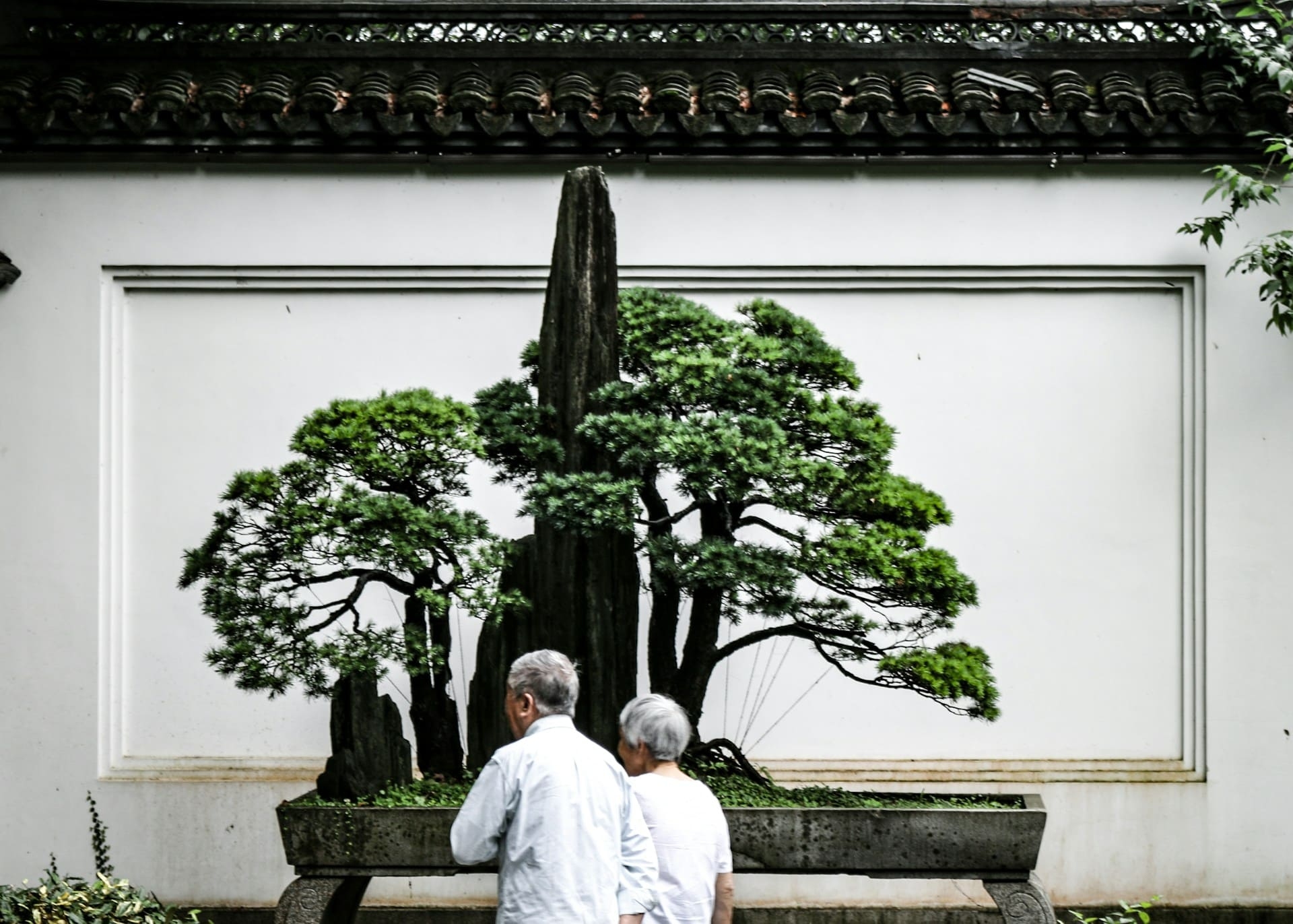 penjing-bonsai-jardin-traditionnel-chine-dendy-unsplash