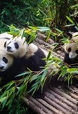 Pandas attendant leur petit déjeuner au coeur du centre de recherche pour pandas géants