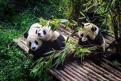 Pandas attendant leur petit déjeuner au coeur du centre de recherche pour pandas géants