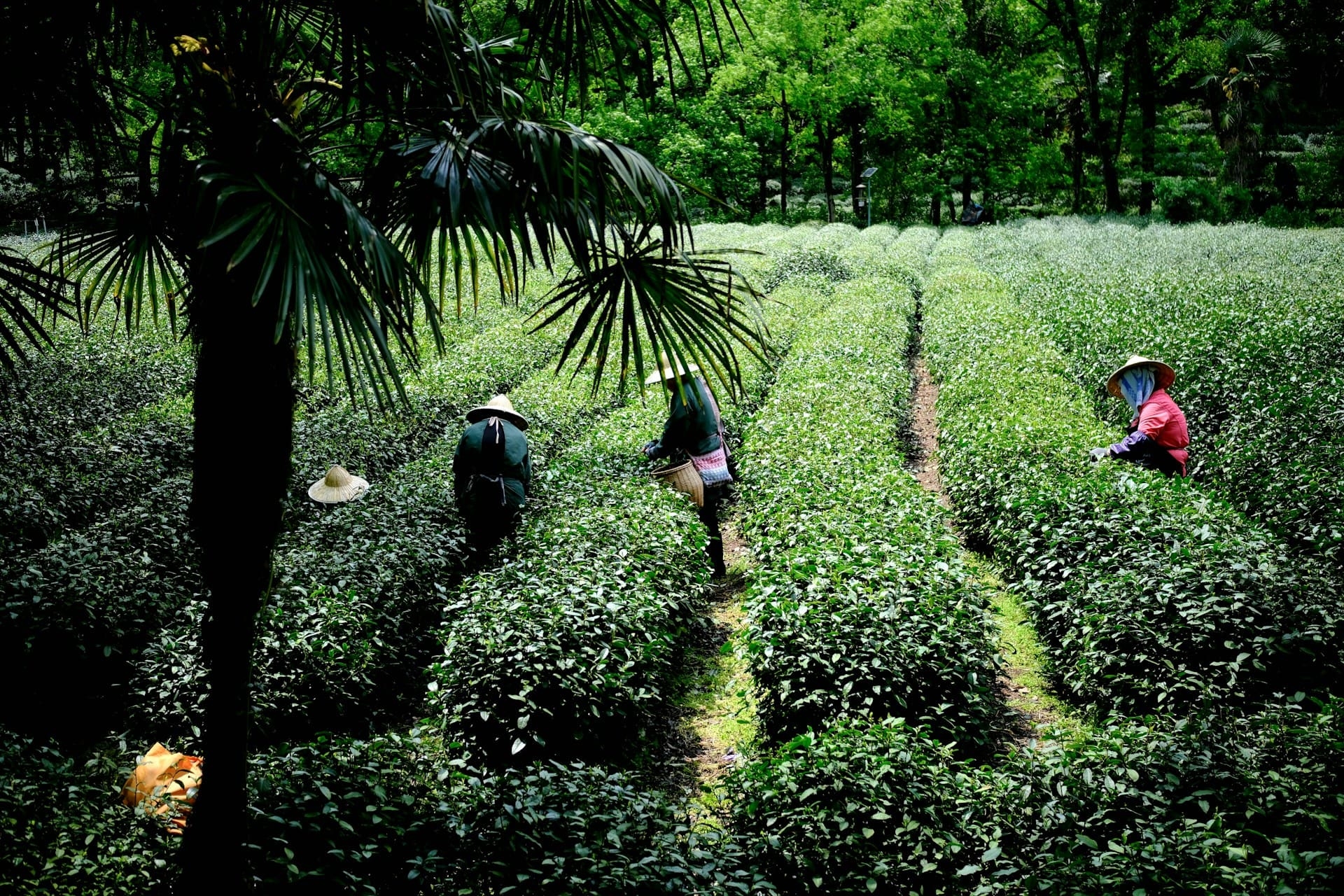 Les plantations de thé de Hangzhou