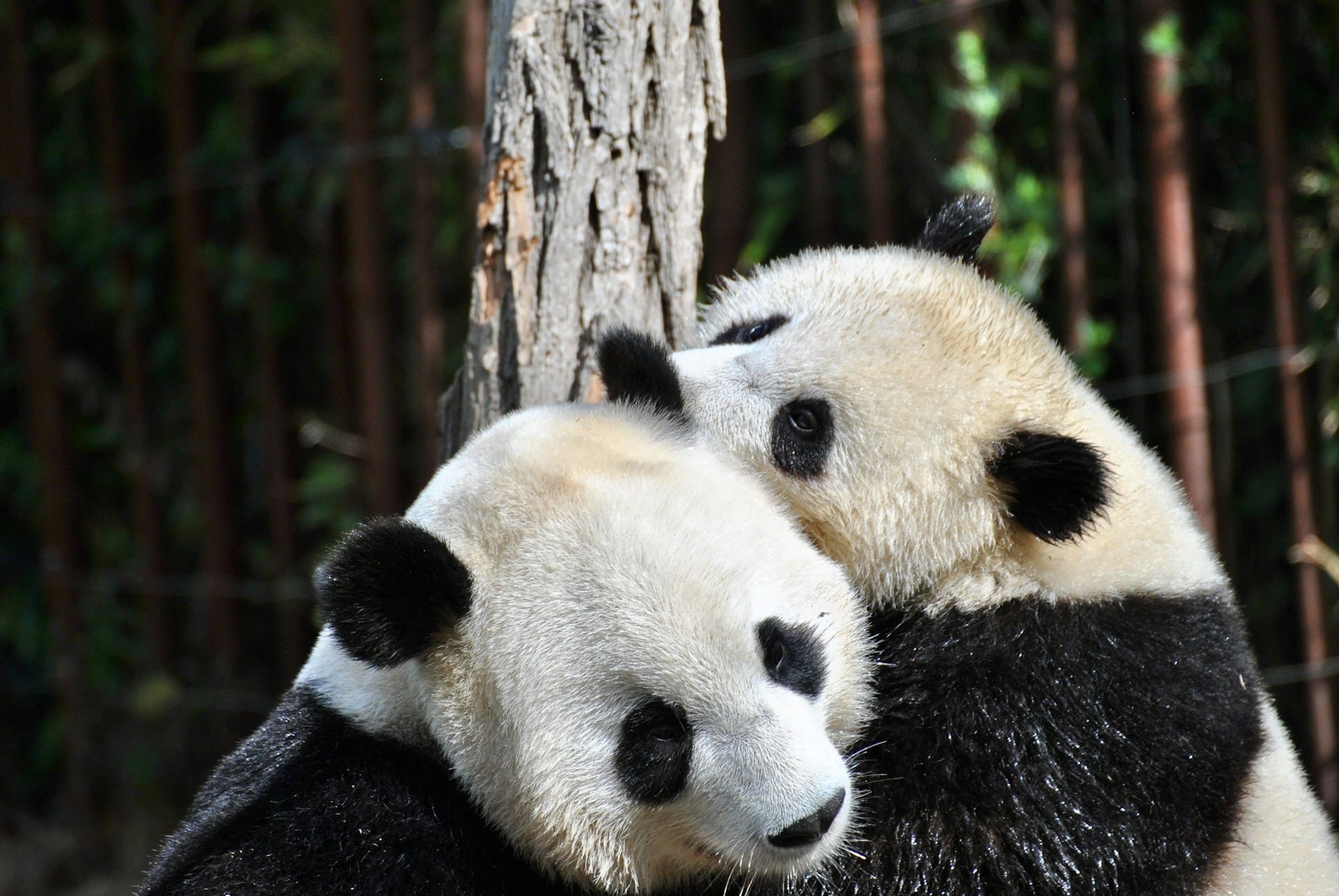 deux-pandas-calins-chengdu-sichuan-chine-ilona-froehlich-unsplash