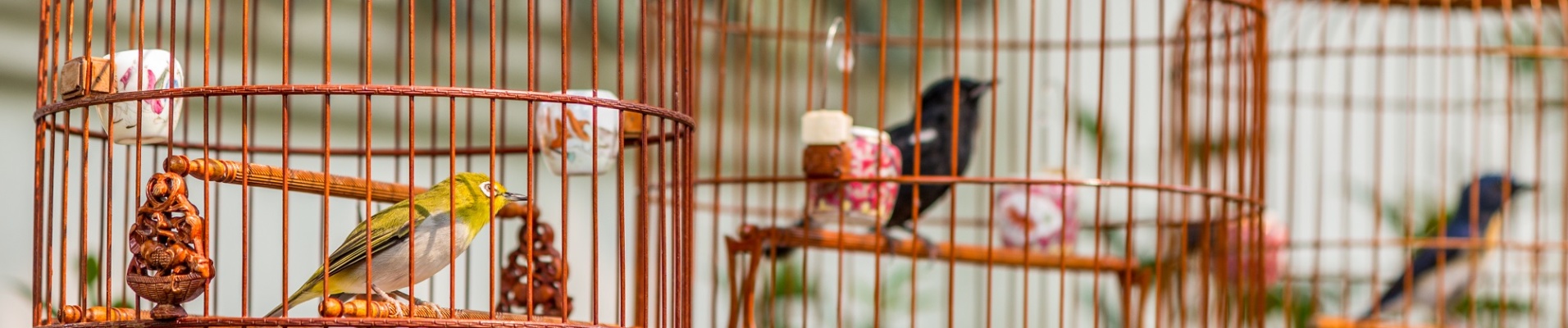 Oiseaux en cages suspendues au marché aux oiseaux de Yuen Po