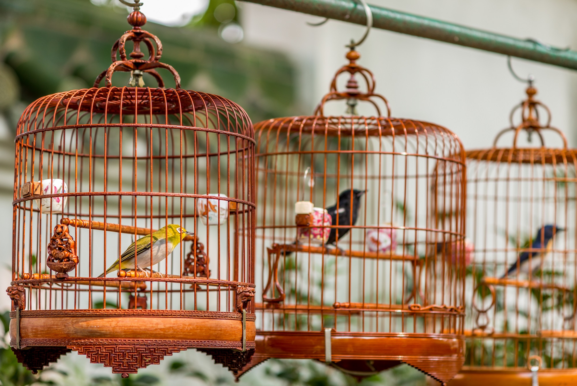 Oiseaux en cages suspendues au marché aux oiseaux de Yuen Po