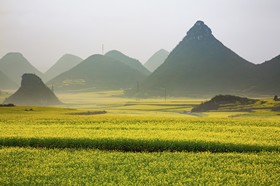Champ de colza, Luoping