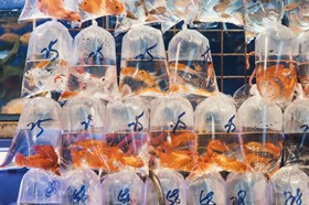 Les marchés de Hong Kong