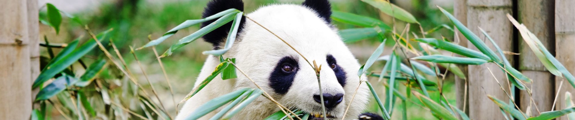 Un panda géant mange du bambou