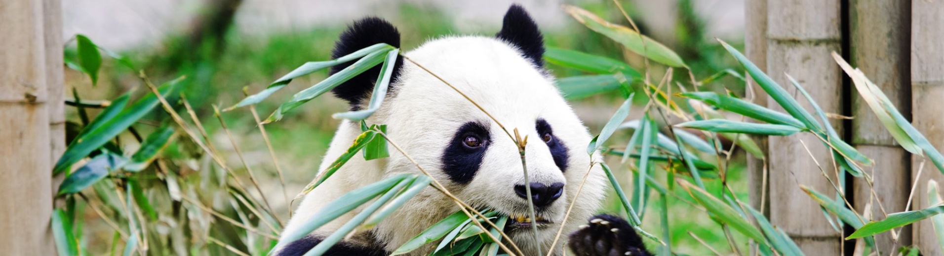 Un panda géant mange du bambou