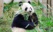Un panda géant mange du bambou