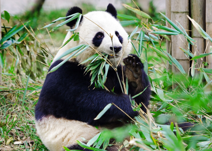 Un panda géant mange du bambou