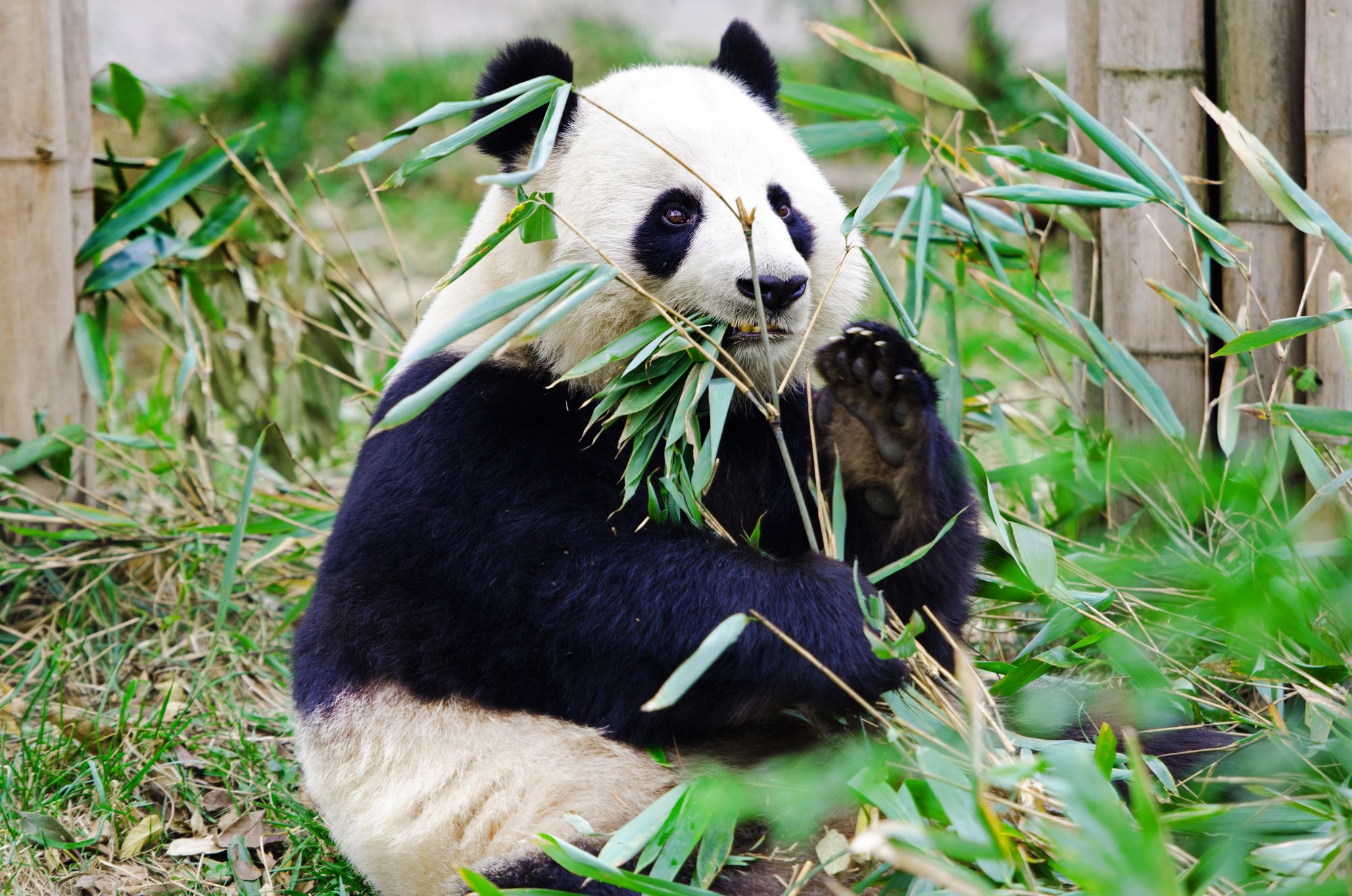 Un panda géant mange du bambou