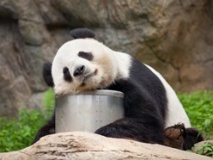 Panda géant endormi, Chengdu