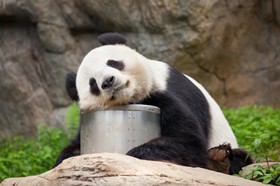 Panda géant endormi, Chengdu