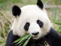 Portrait panda géant, Chengdu