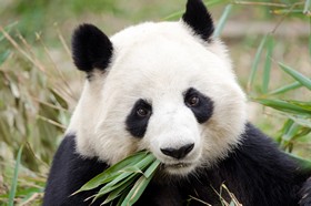 Portrait panda géant, Chengdu