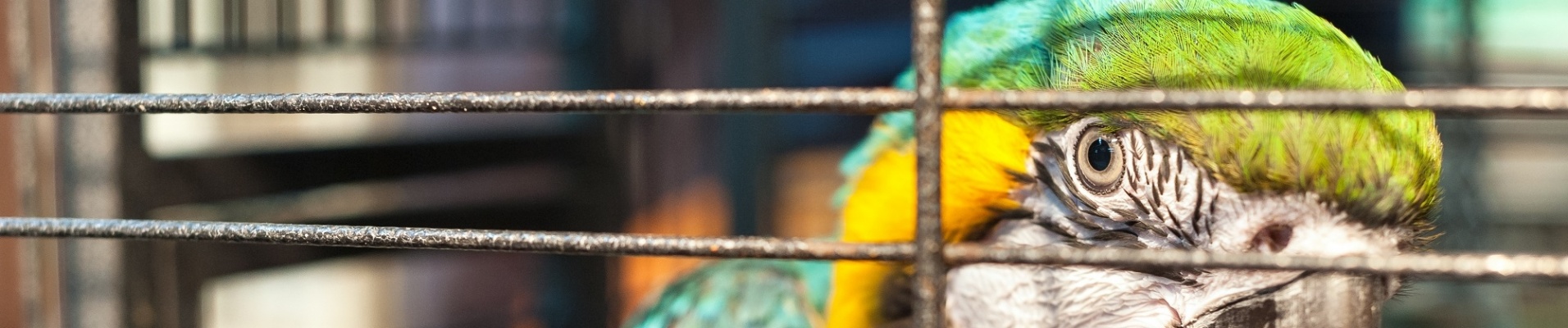 Ara en cage au marché aux oiseaux de la rue Yuen Po, Mong Kok, Hong Kong