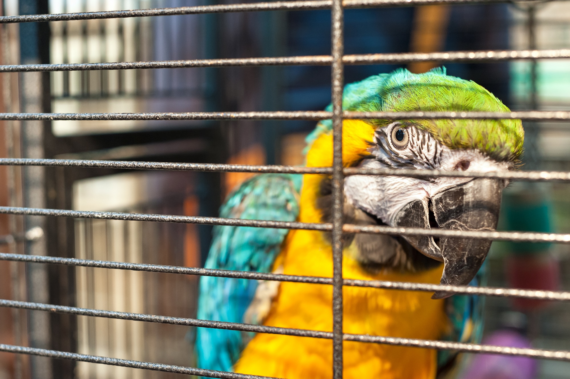 Ara en cage au marché aux oiseaux de la rue Yuen Po, Mong Kok, Hong Kong