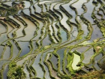 Rizières en terrasse de Yuanyang, Yunnan