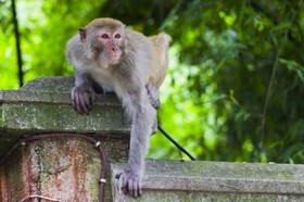 Singe, Guiyang, Chine