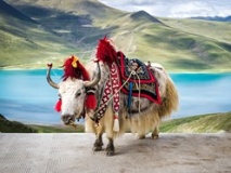 Yak, Tibet