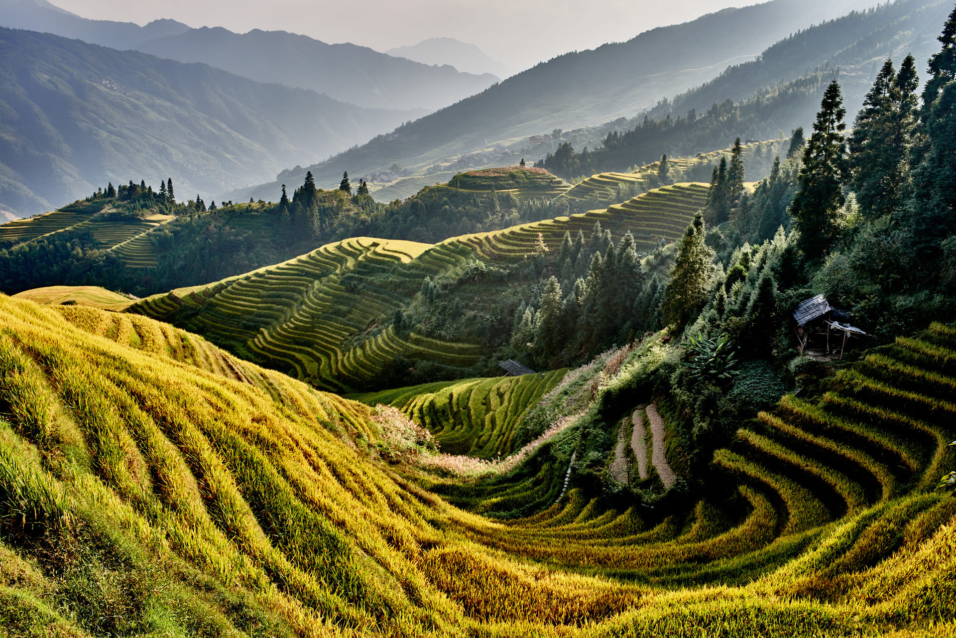 terrasses-riz-chine