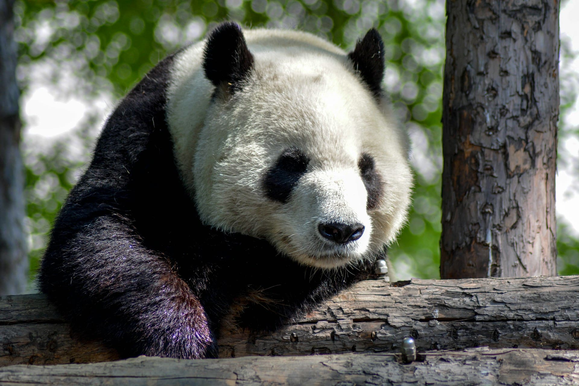 panda chine